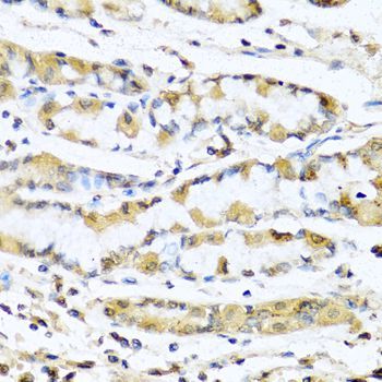Immunohistochemistry - GNRH1 antibody (144-05625)
