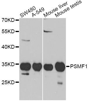 Western blot - PSMF1 Antibody (144-05554)