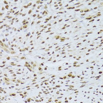 Immunohistochemistry - ANP32A Antibody (144-05768)