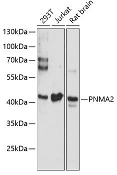 Western blot