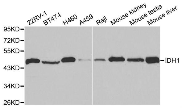 Western blot - IDH1 antibody (144-02169)