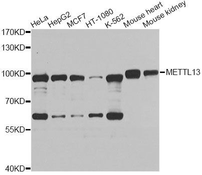 Western blot - METTL13 Polyclonal Antibody (144-07111)