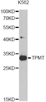 Western blot - TPMT Polyclonal Antibody (144-01017)