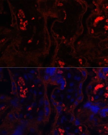 Immunofluorescence - MME antibody (144-05664)