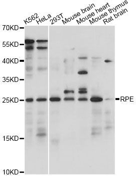 Western blot - RPE antibody (144-60788)