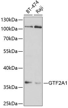 Western blot