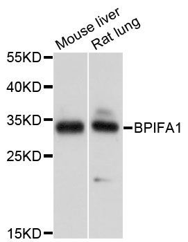 Western blot - BPIFA1 antibody (144-08634)