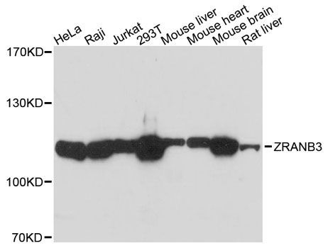 Western blot - ZRANB3 antibody (144-09555)