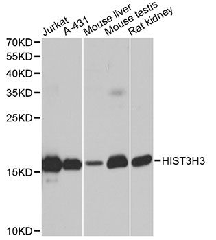 Western blot - Histone H3 Polyclonal Antibody (144-02348)