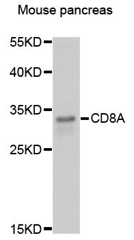 Western blot