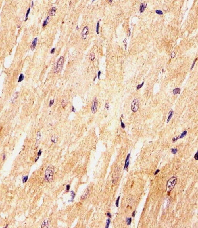 IHC-P