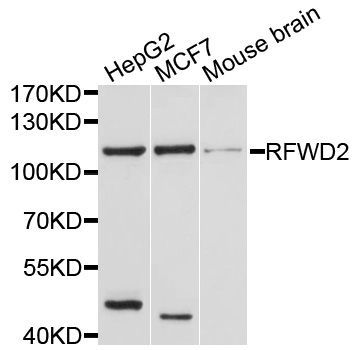 Western blot - RFWD2 Polyclonal Antibody (144-10463)