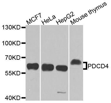 Western blot - [KO Validated] PDCD4 Polyclonal Antibody (144-02570)