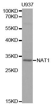 Western blot - NAT1 Polyclonal Antibody (144-01563)