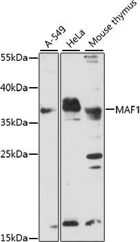Western blot - MAF1 antibody (144-61098)