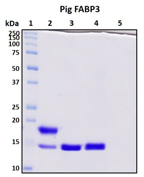 SDS-PAGE