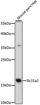 Western blot