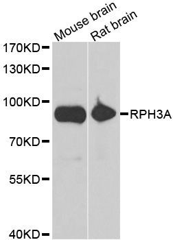 Western blot - RPH3A antibody (144-06722)