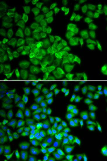Immunofluorescence - TCP1 antibody (144-60306)