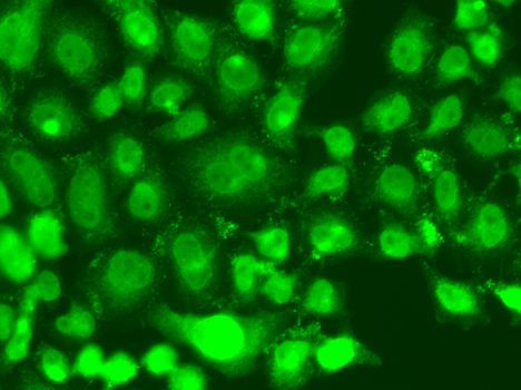Immunofluorescence - TSEN2 antibody (144-07838)