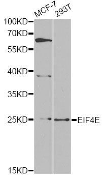 Western blot - EIF4E Polyclonal Antibody (144-60024)