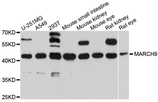 Western blot - MARCH9 Polyclonal Antibody (144-010596)