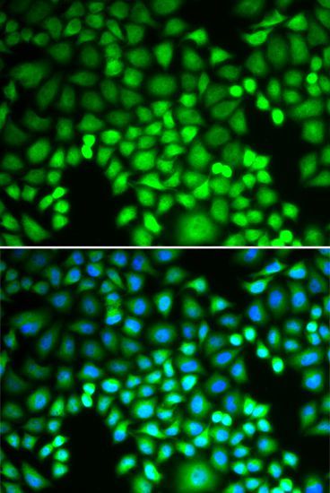 Immunofluorescence - PSMA4 antibody (144-60380)