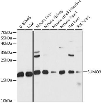 Western blot - SUMO3 antibody (144-015724)
