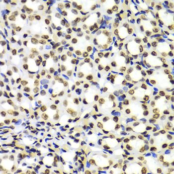 Immunohistochemistry - DiMethyl-Histone H3-K4 pAb (144-61340)