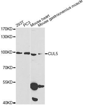 Western blot - CUL5 Antibody (144-05369)
