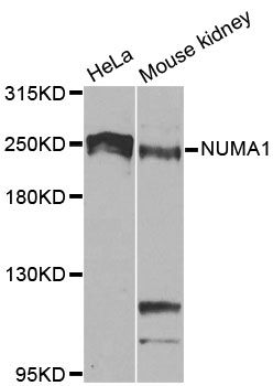 Western blot - NUMA1 Polyclonal Antibody (144-00527)