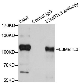 Immunoprecipitation - 1ug L3MBTL3 antibody (144-07289)