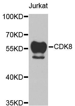 Western blot - [KO Validated] CDK8 Polyclonal Antibody (144-05548)