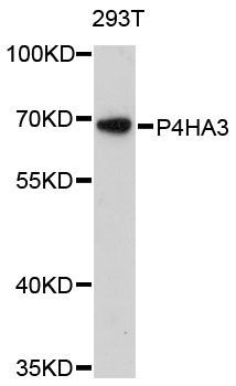 Western blot - P4HA3 antibody (144-60476)
