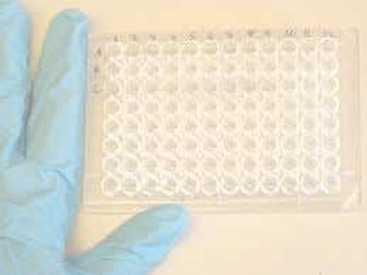 ELISA Kit