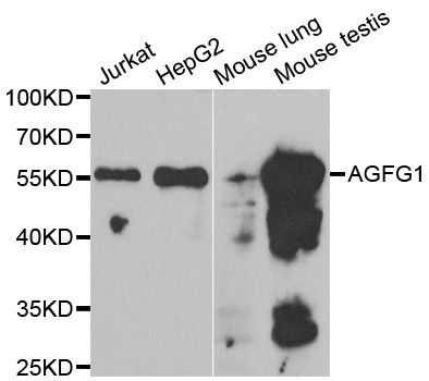 Western blot - AGFG1 antibody (144-06294)
