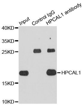 Western blot - HPCAL1 Polyclonal Antibody (144-010019)
