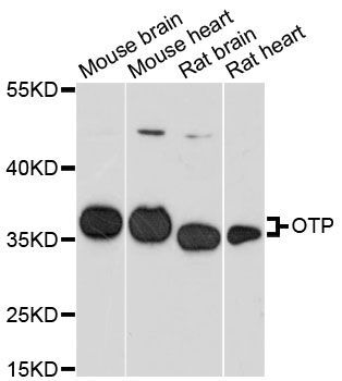 Western blot - OTP antibody (144-60228)