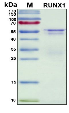 SDS-PAGE