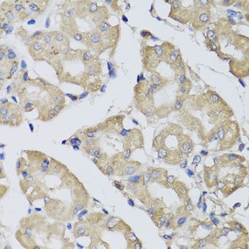 Immunohistochemistry - BPGM antibody (144-07880)