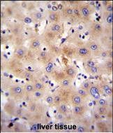 IHC-P