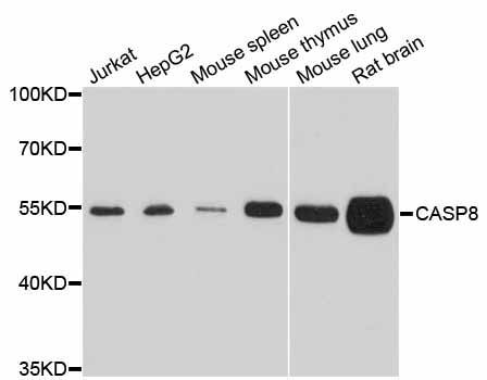 Western blot - Casp8 antibody (144-011324)