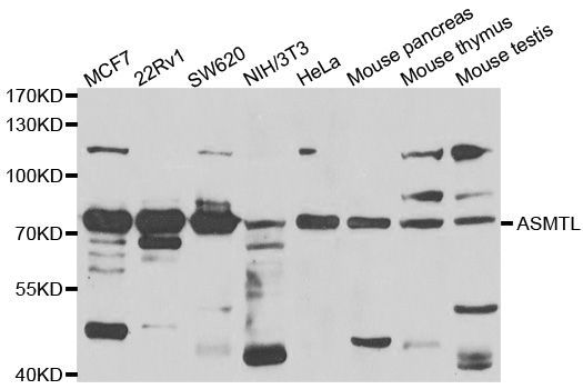 Western blot - ASMTL antibody (144-07021)