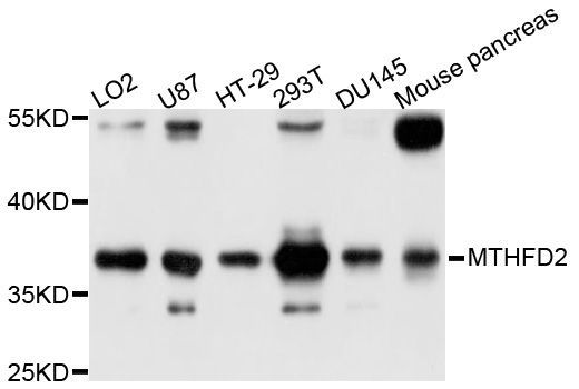 Western blot - MTHFD2 Polyclonal Antibody (144-600546)