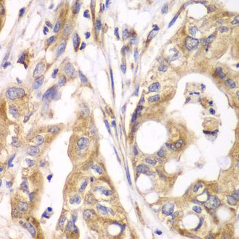 Immunohistochemistry - TXNRD2 antibody (144-05490)