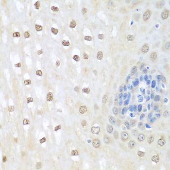 Immunohistochemistry - NEDD8 antibody (144-01163)
