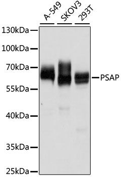 Western blot - PSAP antibody (144-01819)