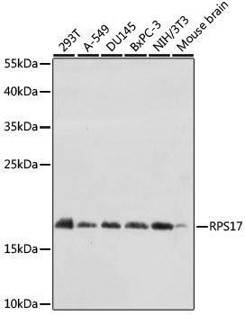 Western blot