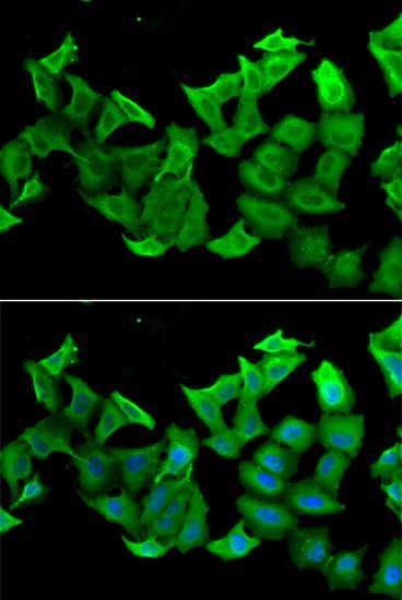 Immunofluorescence - HAGH antibody (144-06615)