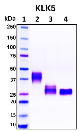 SDS-PAGE Image